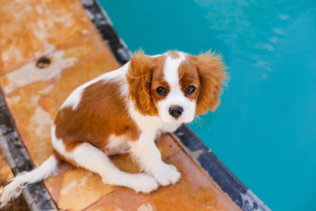 Chien Cavalier King Charles, top 7 du chien préféré des français 