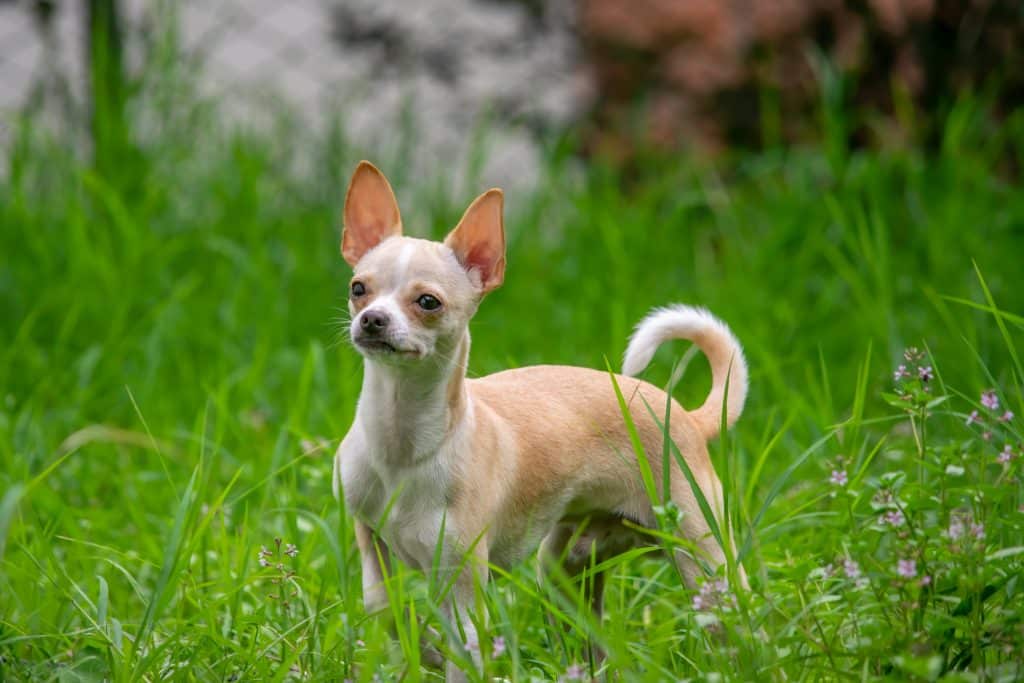 Chien Chihuahua