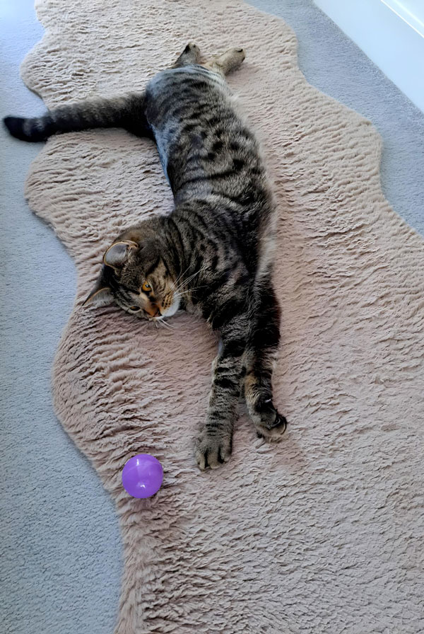 Jeu calme pour chatte gestante
