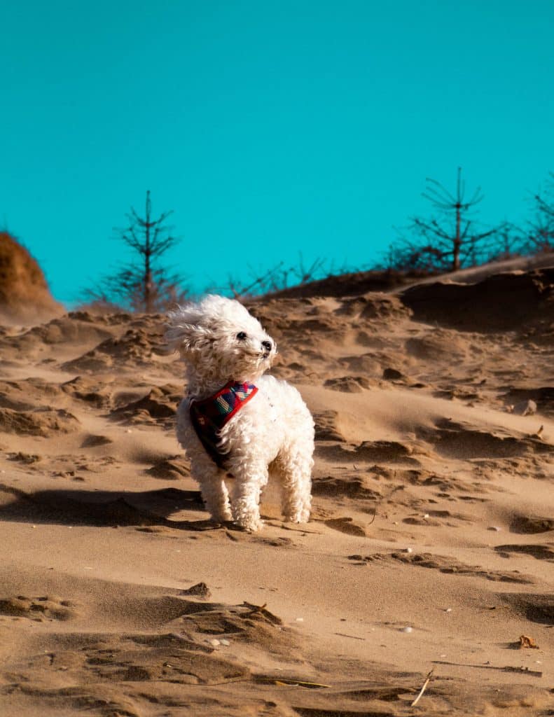 Chien Bichon Frisé 