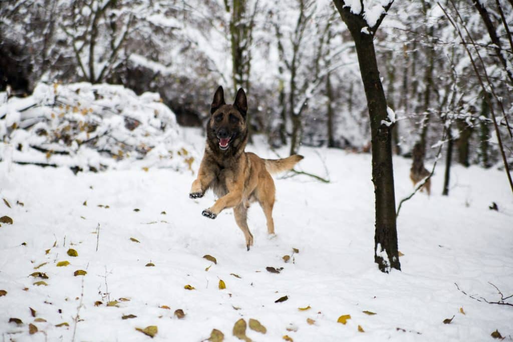 Chien de Berger Belge, top 4 du chien préféré des français 