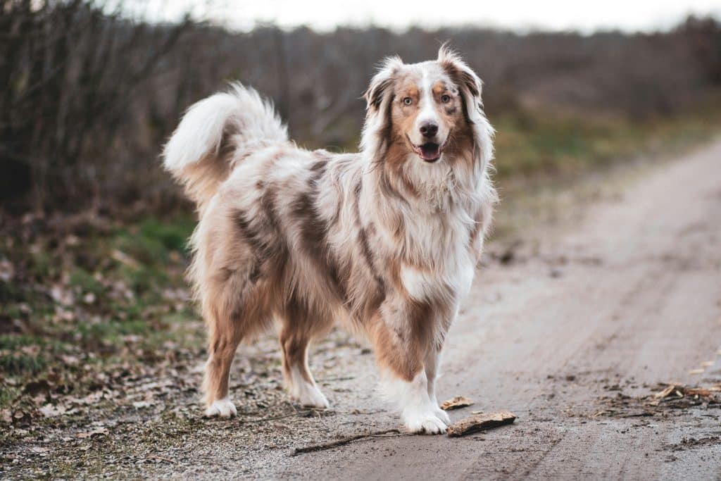 Chien Berger Australien, le chien préféré des Français