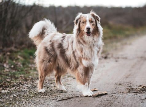 Chien Berger Australien en balade