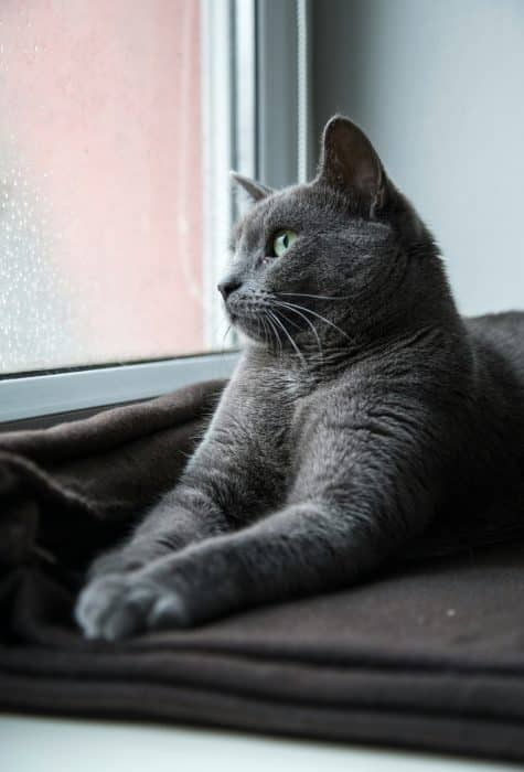 Chat qui regarde la pluie tomber dehors à travers la fenêtre