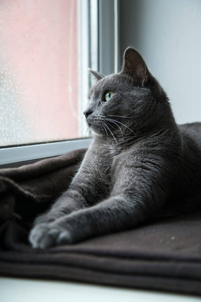 Chat qui regarde la pluie tomber dehors à travers la fenêtre 
