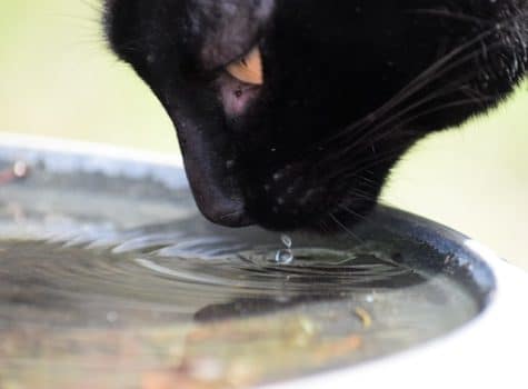 un-chat-noir-boit-de-l-eau-dans-un-récipient