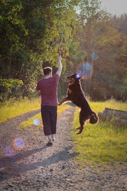 un-chien-qui-joue-dehors-avec-son-maitre