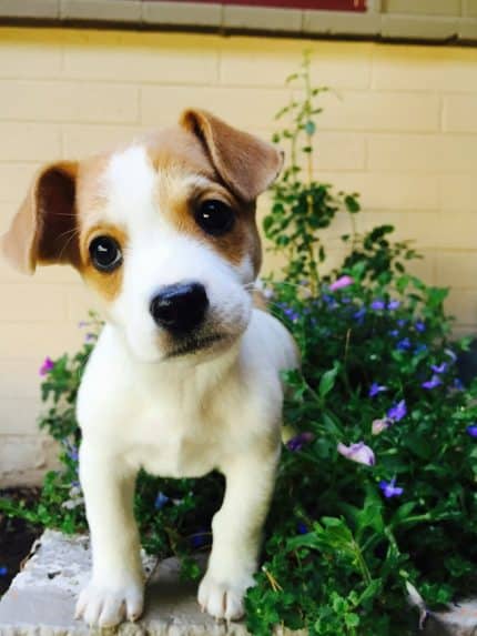 un-chiot-jack-russell