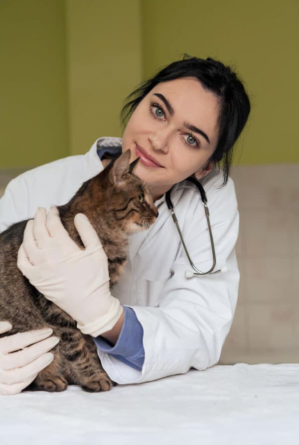 Vétérinaire chatte gestante
