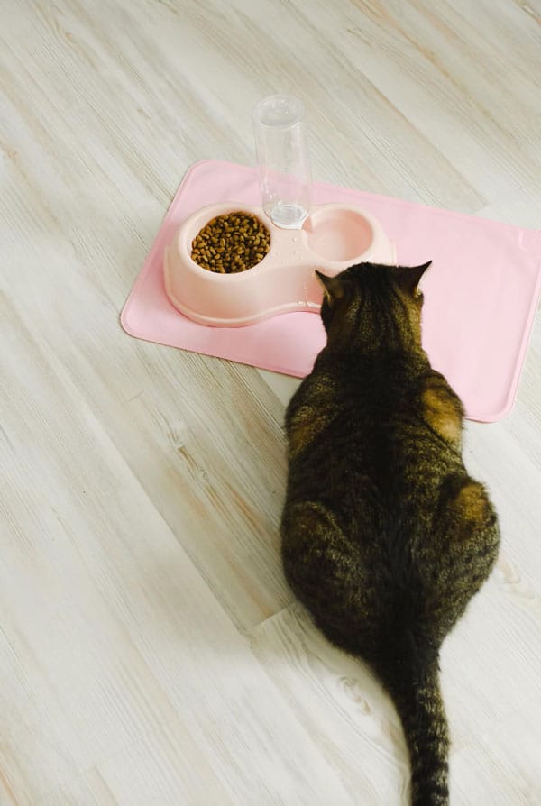 Alimentation chatte gestante