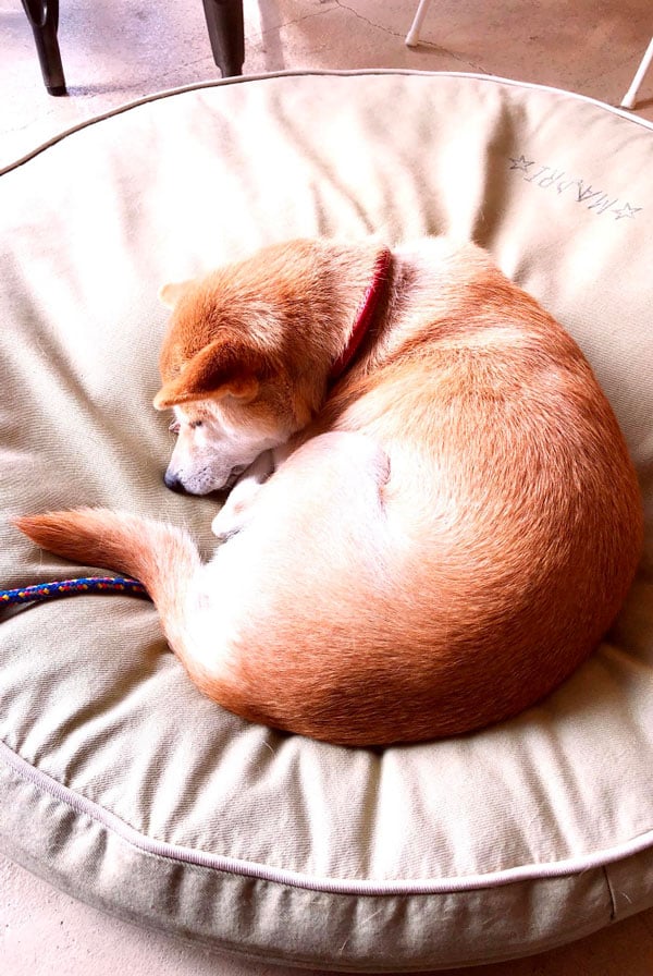 Caractéristiques chien première nuit