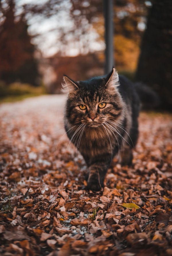 Chat de race mainecoon aime la pluie
