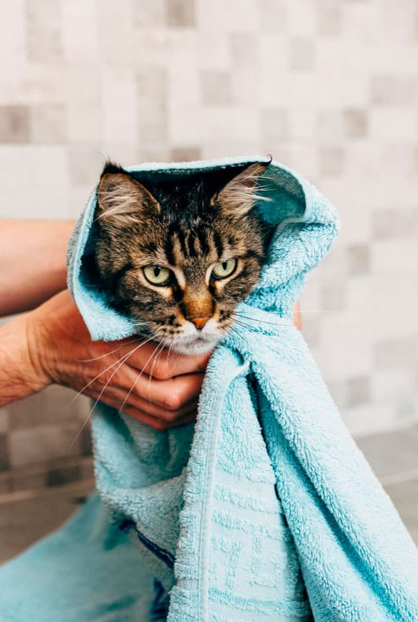 Chat qui sèche de la pluie