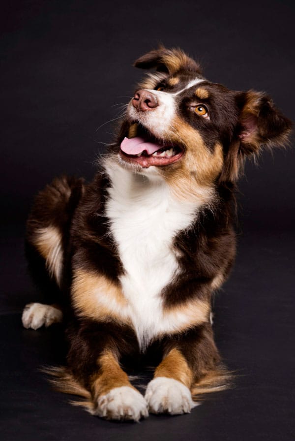 Chien de race berger australien, race préféré des français