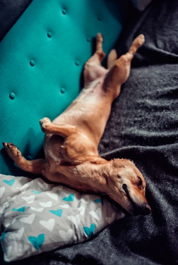 Chien qui dort dans la chambre