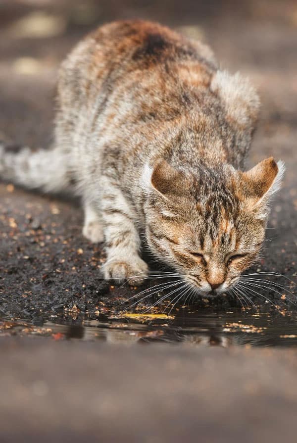 Eau stagnante faire attention chat