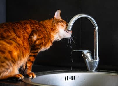 Chat qui boit au robinet