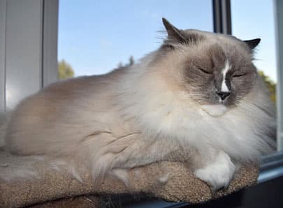 Chatte gestante
