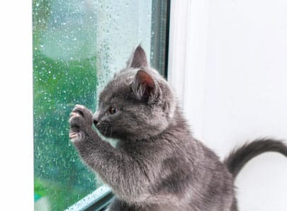 Chat qui veut sortir sous la pluie