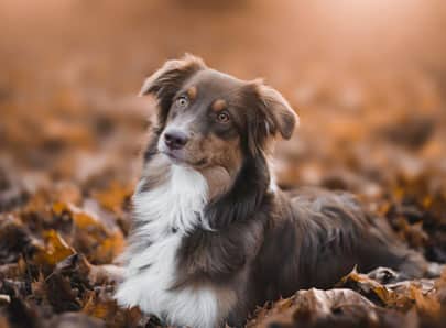 Chien préféré des français, le berger australien
