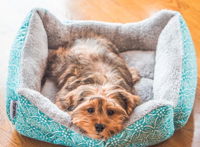Chien qui dort dans son panier