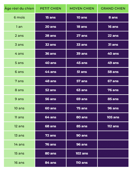 Tableau âge chien en âge humain