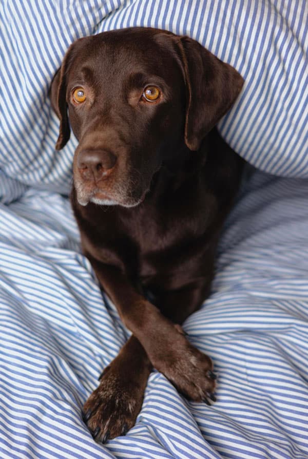 Labrador retriever chien qui s'adapte facilement