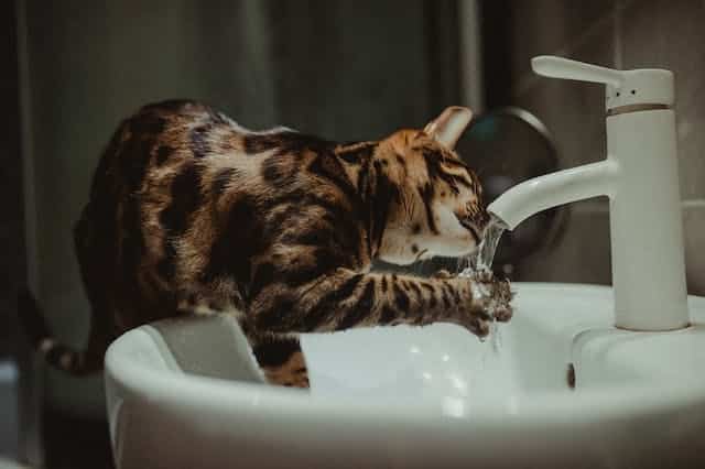 un-chat-qui-boit-au-robinet