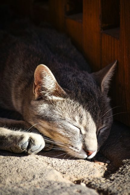 un-chat-qui-dort-au-soleil