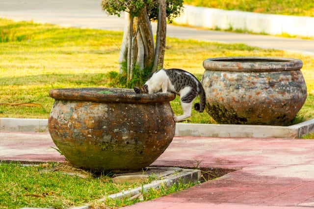 un-chat-qui-s-hydrate-en-buvant-de-l-eau