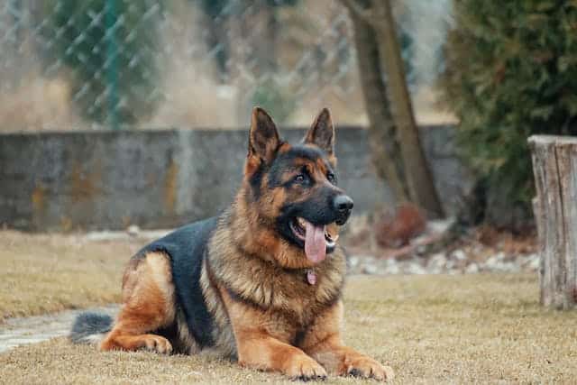 un-chien-berger-allemand-dans-un-enclos