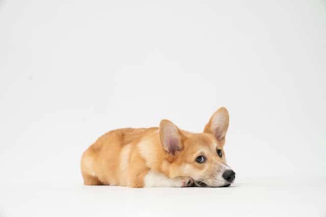 un-chien-de-race-Corgi