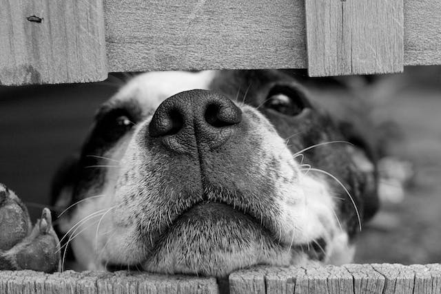 un-chien-qui-passe-le-museau-par-la-cloture