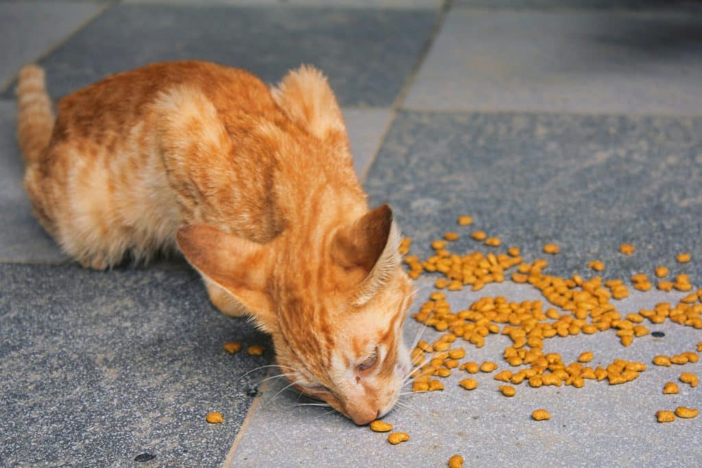 Chat roux affamé qui mange ses croquettes puisqu'il est resté sans manger plusieurs jours 