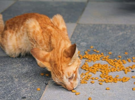 Chat roux affamé qui mange ses croquettes puisqu'il est resté sans manger plusieurs jours