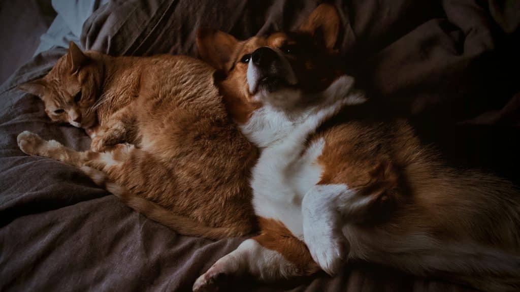 Chien et chat inséparables qui fint une sieste allongés sur un lit 