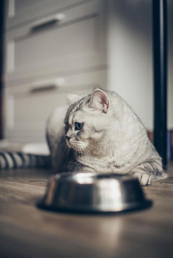 Chat avec une gamelle qui ne veut pas manger