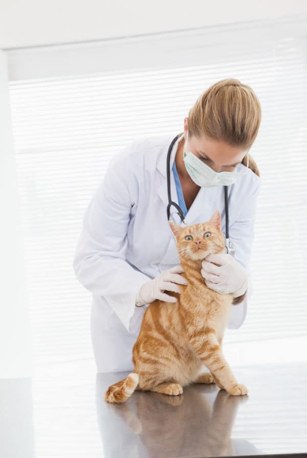 Chat chez le veterinaire car il ne veut plus manger