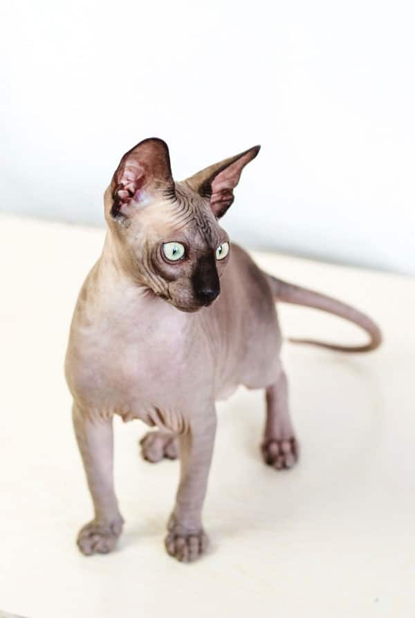 Caractéristiques du chat sphynx