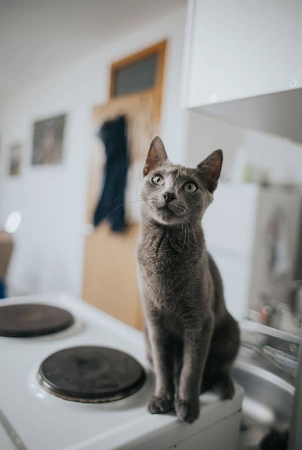 Chat maigre qui ne mange pas