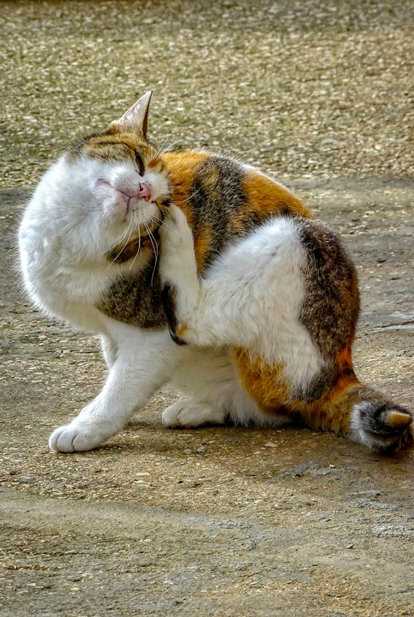 Chat qui se gratte arracher les poils