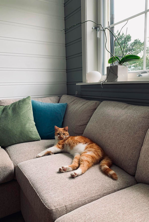 Chat qui s'ennuie en appartement, boulimie