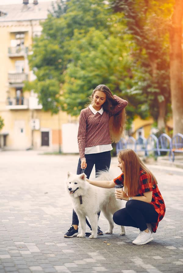 villes dog friendly pour les chiens et leurs maitres