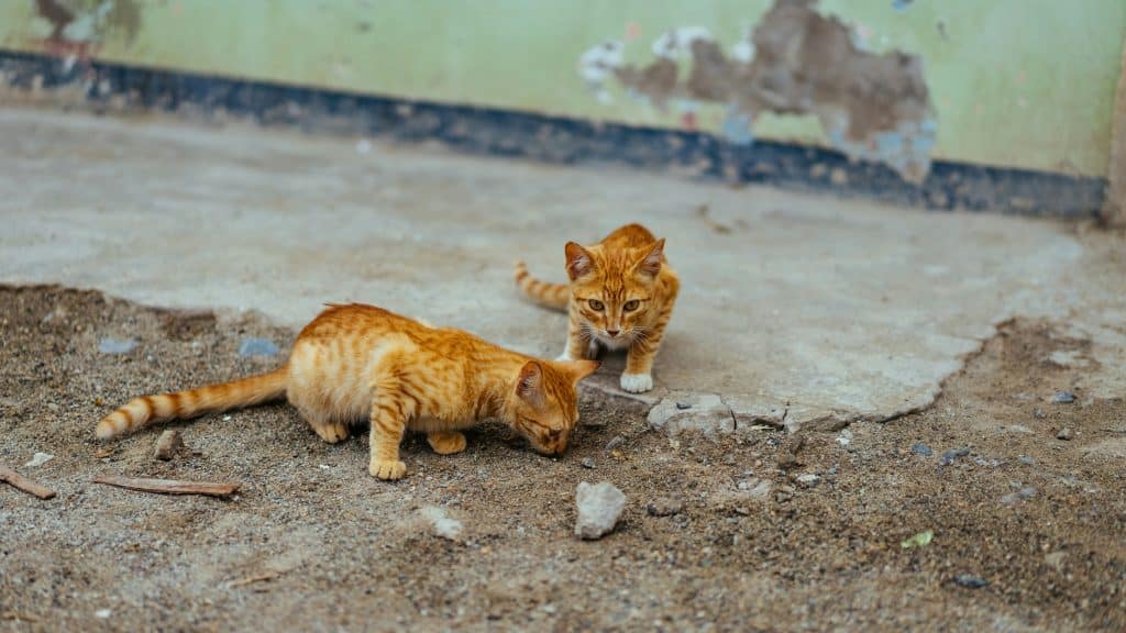 Chats roux tigrés qui cherchent leur maitre après une catastrophe naturelle, un tremblement de terre. 