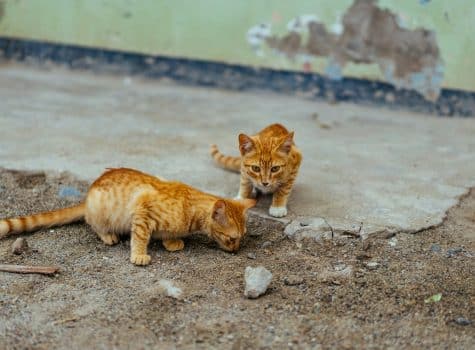 Chats roux tigrés qui cherchent leur maitre après une catastrophe naturelle, un tremblement de terre.