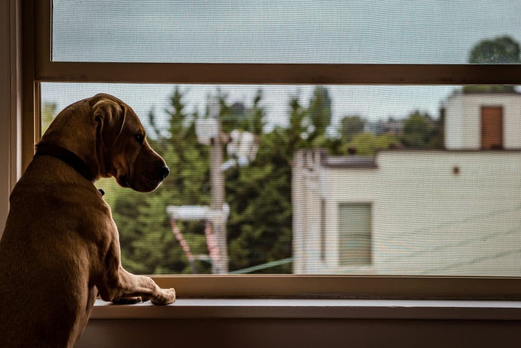 Chien seul à la maison qui attend son maître par la fenêtre 