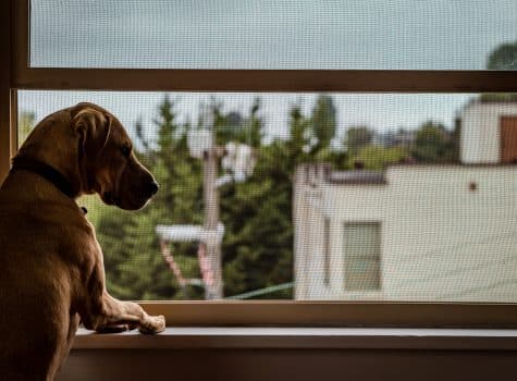 Chien seul à la maison qui attend son maître par la fenêtre