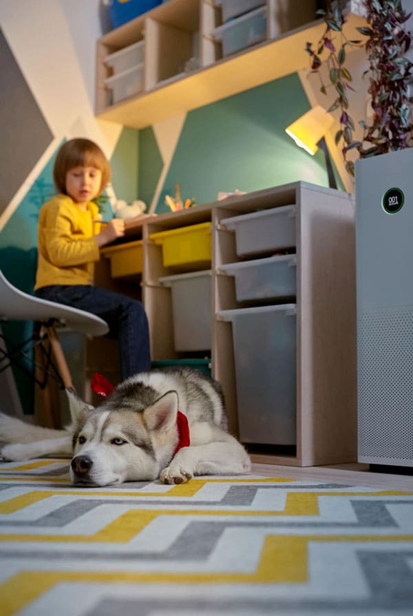 Environnement rassurant pour le chien amour