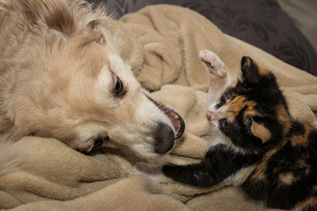 Chien et chat inséparables qui jouent ensemble 