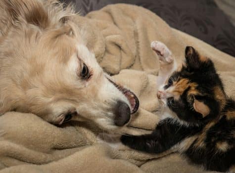 Chiens et chats inséparables qui jouent ensemble